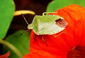 COMMON Shield Bug / Sting bug - ON FLOWER