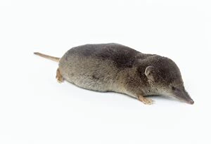 Images Dated 7th November 2006: Common Shrew