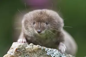 Shrews Prints: Common Shrew - on stone in garden - Lower Saxony - Germany