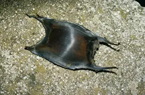 From Above Prints: Common Skate - Egg Case / Mermaid's purse