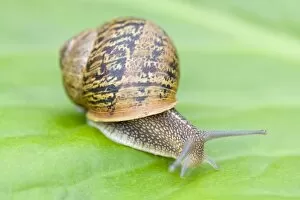 Images Dated 18th July 2007: Common Snail - on Bergenia leaf