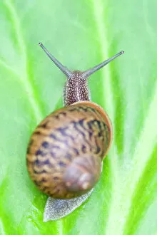 Mollusc Gallery: Common Snail - on Bergenia leaf