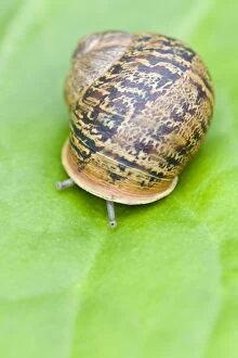 Images Dated 18th July 2007: Common Snail - eyes emerging
