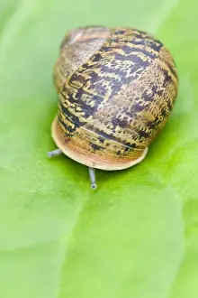 Common Snail - eyes emerging - Norfolk England