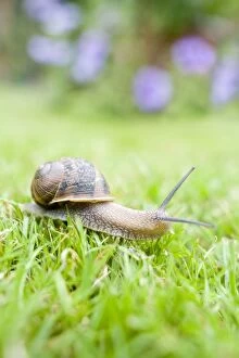 Images Dated 12th July 2007: Common Snail on lawn with flower border behind Norfolk UK