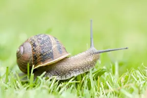 Common Snail on lawn Norfolk UK