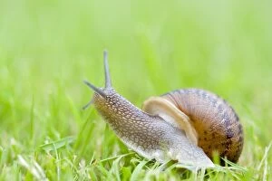 Images Dated 13th July 2007: Common Snail on lawn Norfolk UK
