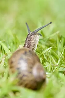 Gastropods Prints: Common Snail on lawn Norfolk UK