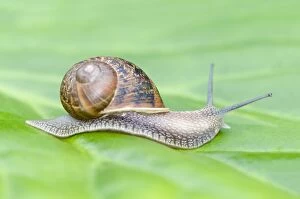 Images Dated 13th July 2007: Common Snail on leaf
