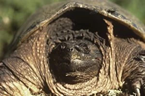 Chelydra Gallery: Common Snapping Turtle