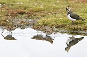 Images Dated 6th September 2012: Common Snipe
