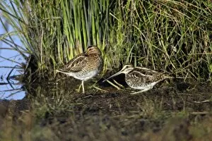 Images Dated 1st October 2007: Common Snipe - 2 birds resting at lake's edge