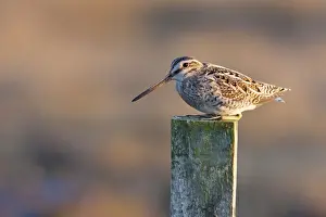 Snipes Prints: Common Snipe - adult perching on fence post, North Uist, Outer Hebrides, Scotland, UK