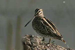 Snipes Prints: Common Snipe. Coto Donana National Park - Spain