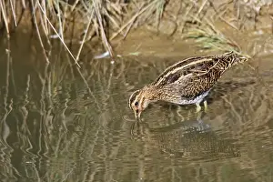Snipes Prints: Common Snipe - feeding - Le Parc Ornithologique du Teich - Arcachon - Bassin d'Arcachon - Gironde - France