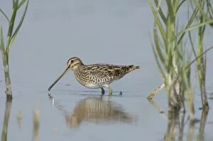 Images Dated 22nd September 2006: Common snipe - Foraging in the wetlands