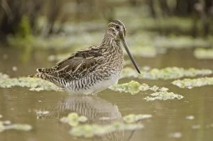 Common snipe - Foraging in the wetlands
