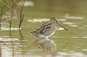 Images Dated 23rd September 2006: Common snipe - Foraging in the wetlands