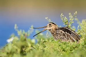 Common Snipe - Opening and showing flexibility of bill