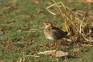 Snipes Prints: Common Snipe. Ranthambhor National Park - India