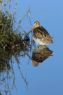 Images Dated 1st October 2007: Common Snipe - resting in shallow fresh water lake, Northumberland National Park, England