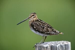 COMMON SNIPE - sideview, on post