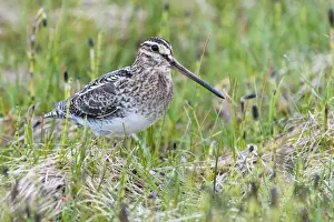Common Snipe - Single adult on ground in vegetation, North Uist, Outer Hebrides, Scotland, UK