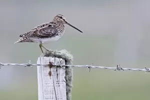 Common Snipe - Single adult perching on fence post