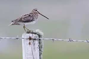 Snipes Prints: Common Snipe - Single adult perching on fence post