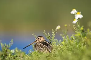 Images Dated 14th August 2003: Common Snipe - Water-level perspective of the bird roosting low in vegetation on a small island in a freshwater pond