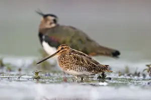 Common Snipe Water-level perspective of the bird roosting in the shallows of a freshwater pond. Cleveland. UK