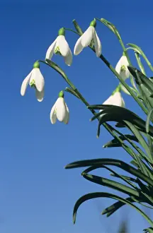 Snowdrop Prints: Common Snowdrop
