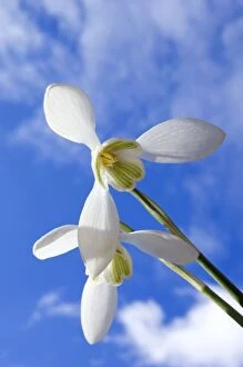 Common Snowdrop - flowering plants - spring - March
