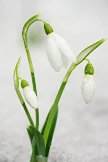 Flora Collection: Common Snowdrops - in the snow Digital Manipulation: added snow bottom left, lightend, brightend