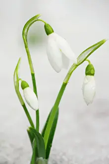 Xmas Prints: Common Snowdrops - in the snow Digital Manipulation: added snow bottom left