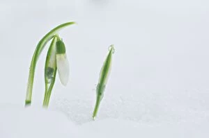 Images Dated 18th January 2013: Common Snowdrops in winter snow