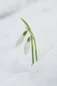 Images Dated 19th January 2013: Common Snowdrops in winter snow