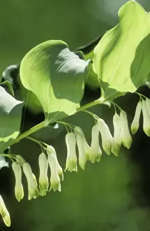 Common Solomon's Seal