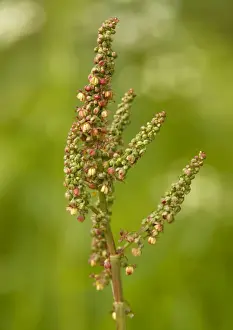 Sorrel Prints: Common sorrel