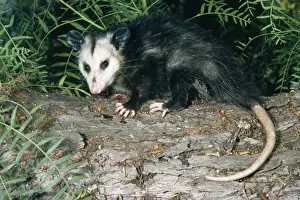 Opossum Prints: Common / Southern Opossum - USA 