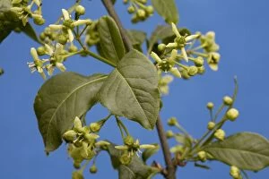 Common Spindle Tree blooming