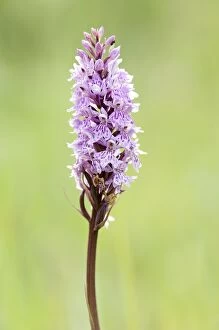 Images Dated 6th June 2011: Common Spotted Orchid