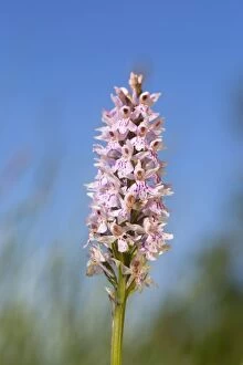 Images Dated 6th June 2014: Common Spotted Orchid