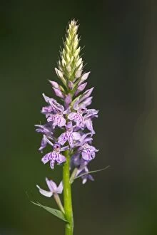 Images Dated 6th June 2012: Common Spotted Orchid