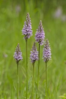 Images Dated 21st June 2013: Common Spotted Orchid - closeup of a group of five