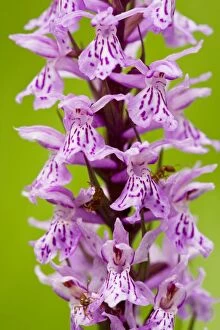 Common Spotted Orchid - in flower in meadow
