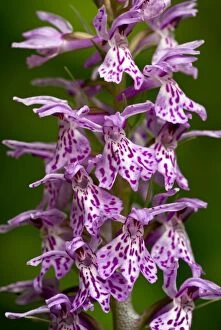 Images Dated 6th June 2011: Common Spotted Orchid - flower spike close-up