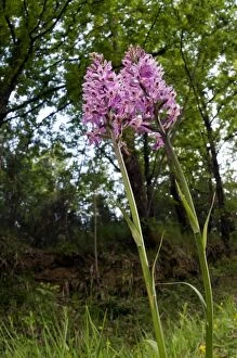 Common Spotted-Orchid - in her habitat
