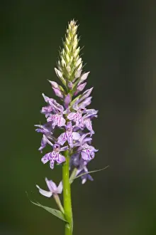 Stalk Prints: Common Spotted Orchid - Pyrennes, Spain