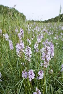 Images Dated 19th June 2007: Common Spotted Orchids in damp meadow Norfolk UK